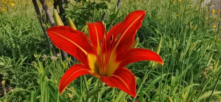 萱草花歌词完整版(萱草花歌词完整版简谱)