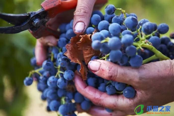 葡萄什么时候成熟(南方葡萄什么时候成熟)