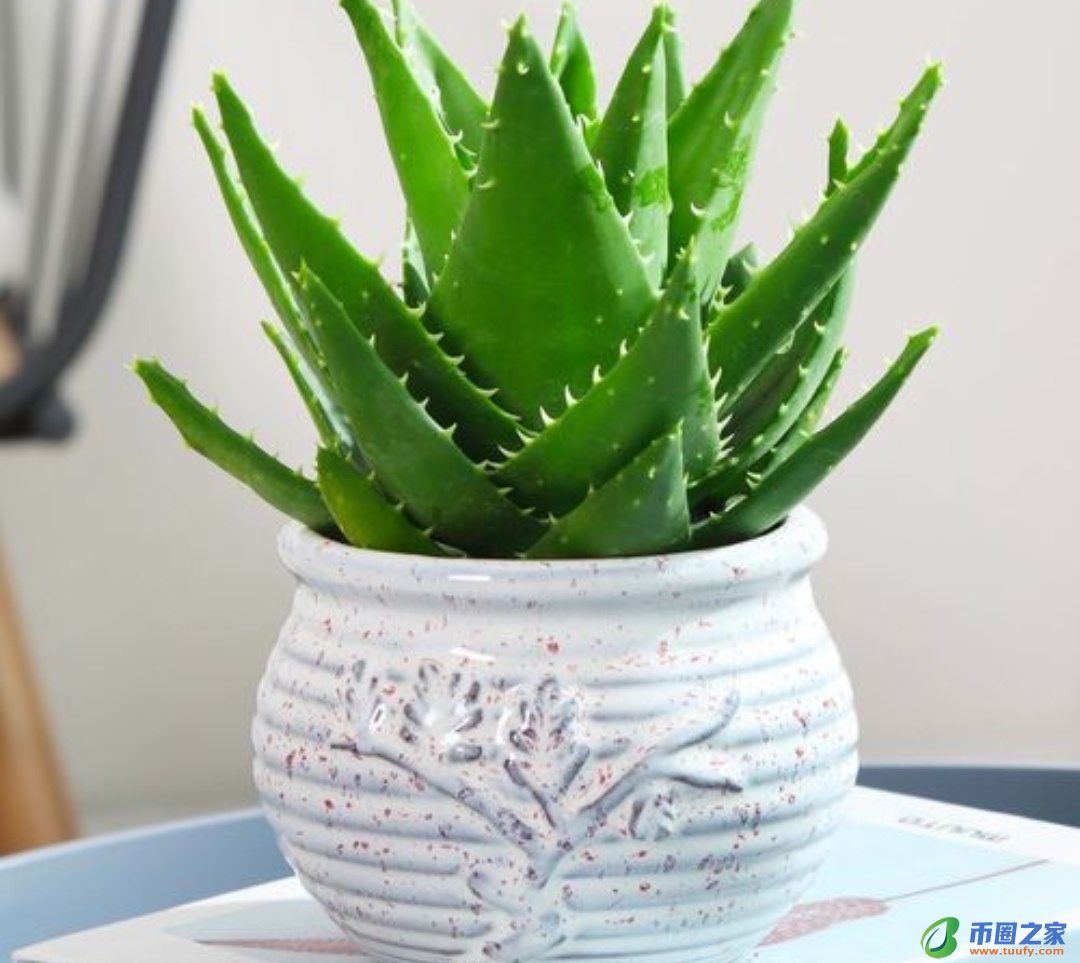 虎皮兰放在卧室好吗（虎皮兰晚上释放氧气还是二氧化碳）2