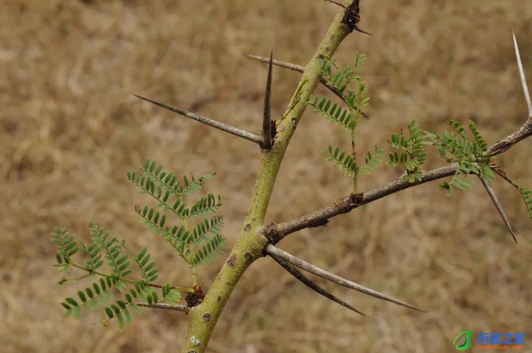 长颈鹿吃什么食物（长颈鹿吃什么食物为生）