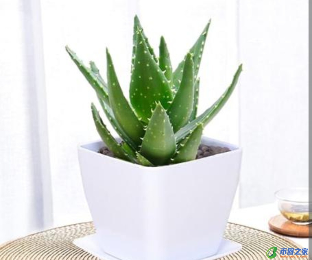 虎皮兰放在卧室好吗（虎皮兰晚上释放氧气还是二氧化碳）3