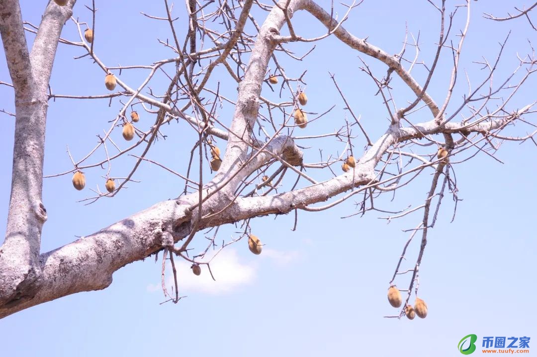长颈鹿吃什么食物（长颈鹿吃什么食物为生）