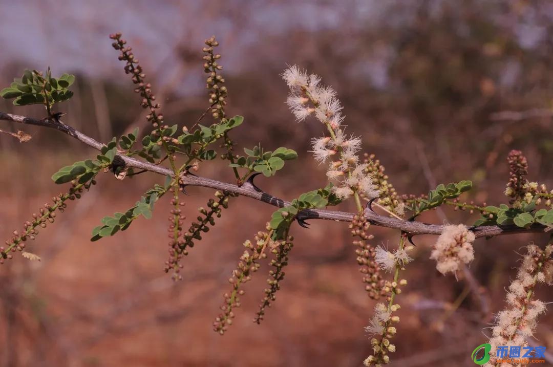 长颈鹿吃什么食物（长颈鹿吃什么食物为生）
