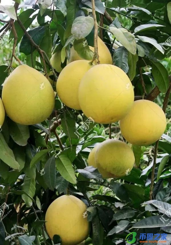 供品一般买几样东西（供佛最怕三种水果）