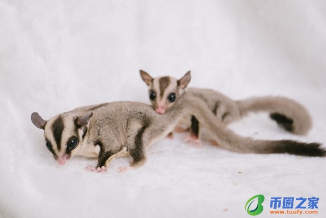 蜜袋鼯多少钱一只（学生党最适合养的宠物）