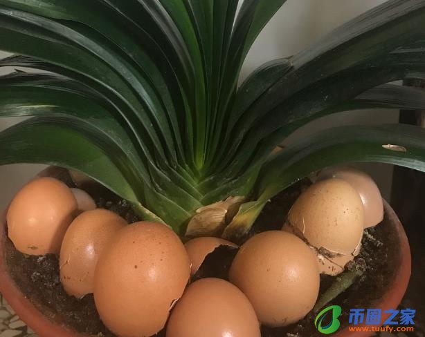 鸡蛋壳怎么做肥料（什么花喜欢鸡蛋壳肥料）