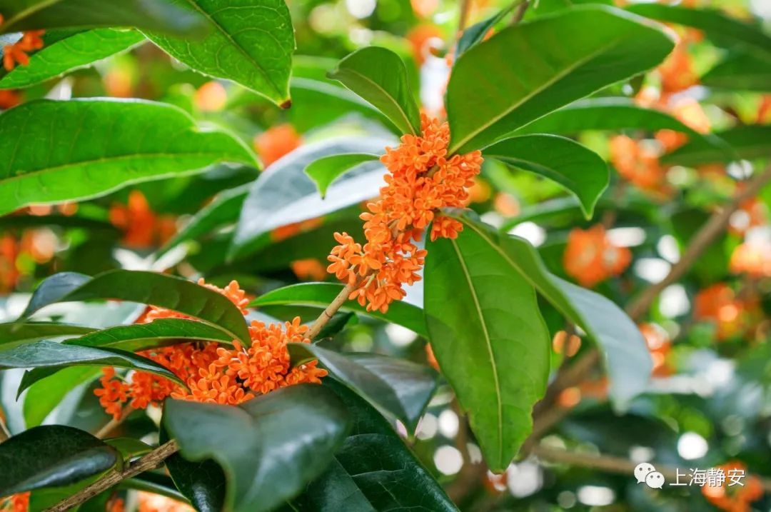 桂花果的食用方法（桂花果的食用方法及禁忌）