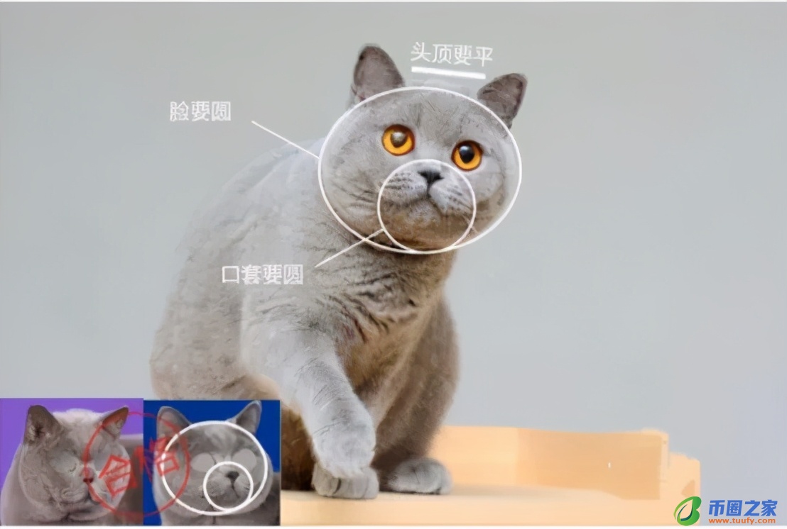 蓝猫怎么看纯不纯（小蓝猫怎么看纯不纯种）