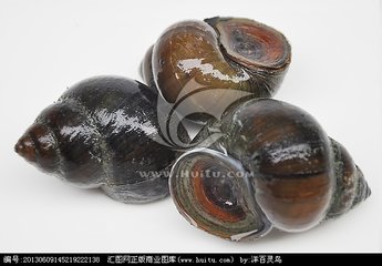 小龙虾喜欢吃什么（哪种龙虾最好吃）