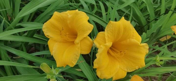 萱草花歌词完整版（萱草花歌词完整版简谱）