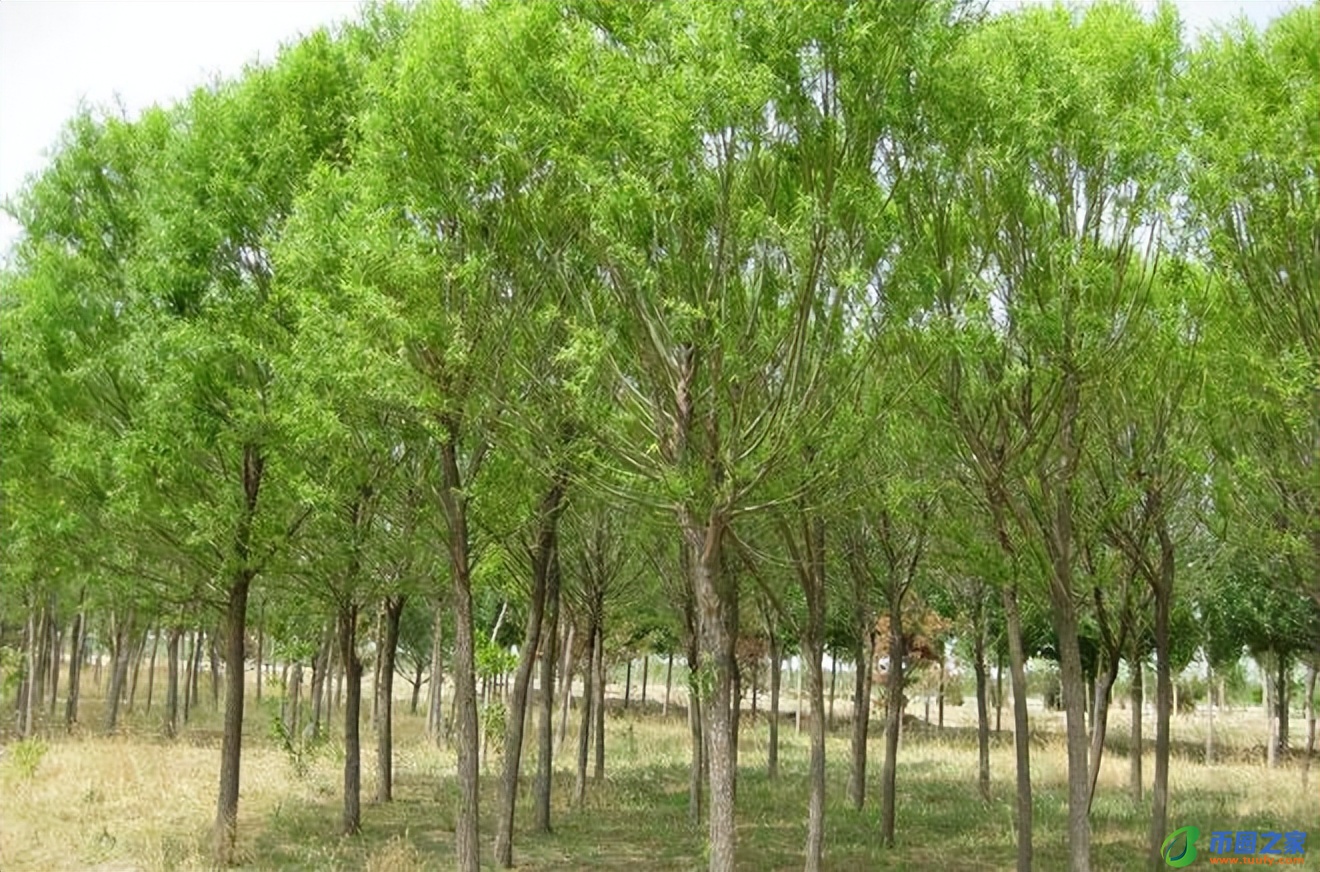 家里可以种桃树吗（家里可以种桃树吗风水）