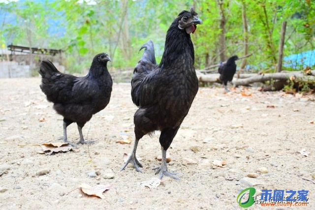 鸡养多长时间下蛋（母鸡养多久才会下蛋）