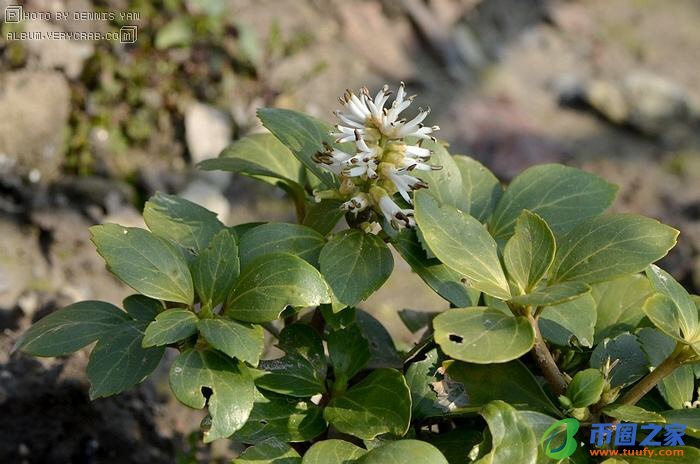 青草的拼音怎么写(青草的拼音怎么写的拼音)