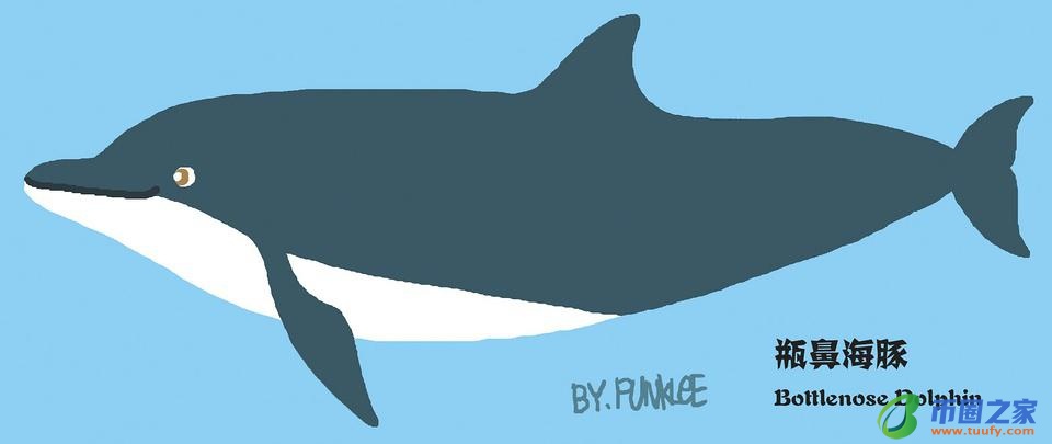 鲸鱼和海豚的区别（鲸鱼和海豚的区别在哪里）