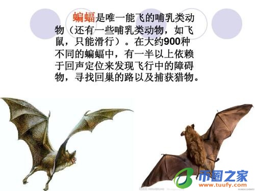 蝙蝠属于什么动物（蝙蝠属于什么动物中的翼手目）