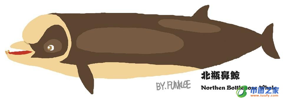 鲸鱼和海豚的区别（鲸鱼和海豚的区别在哪里）