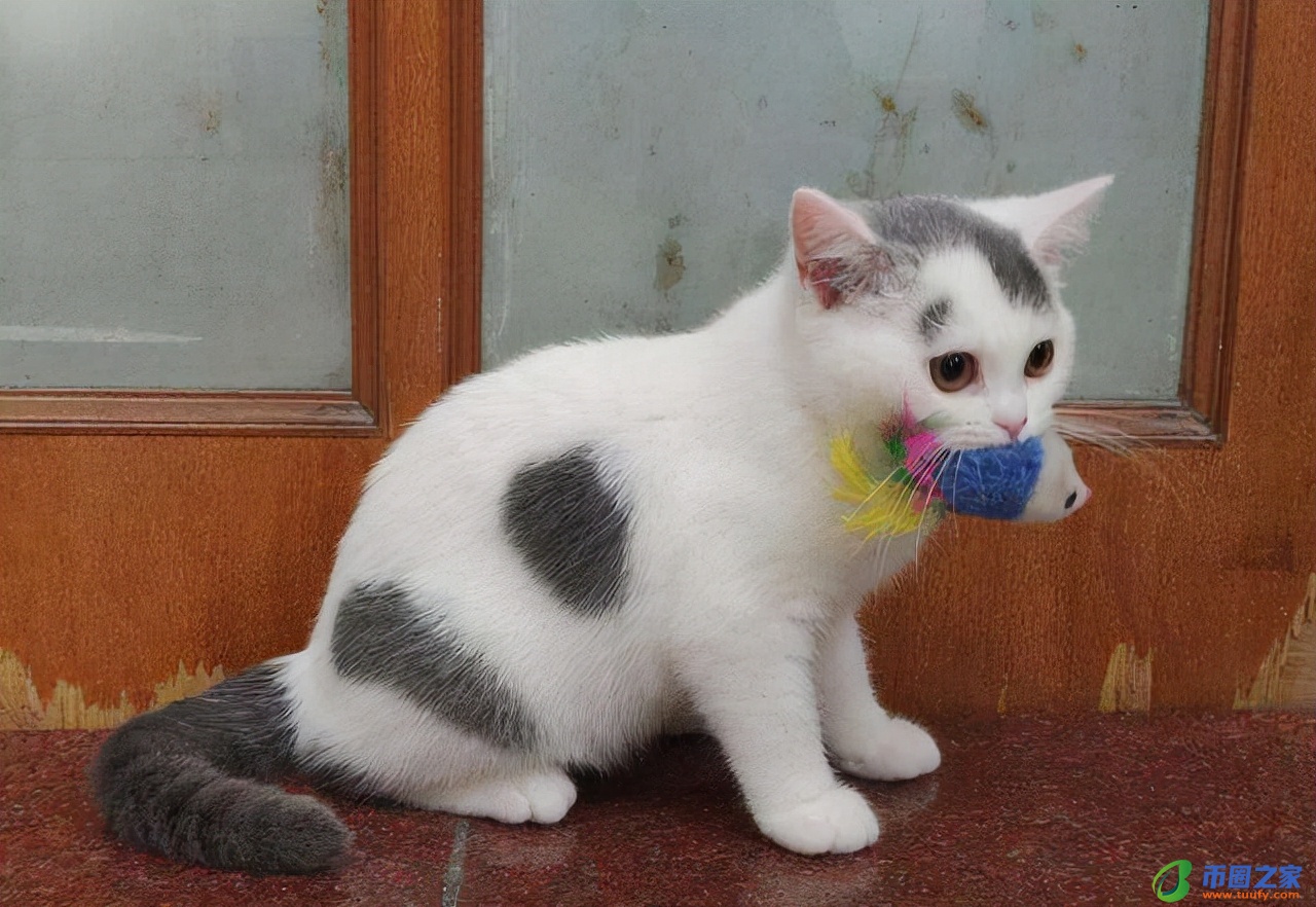 蓝猫怎么看纯不纯（小蓝猫怎么看纯不纯种）