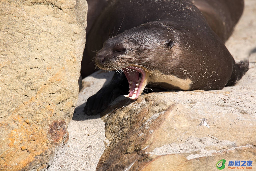 鳄鱼是两栖动物吗（乌龟是两栖动物吗）