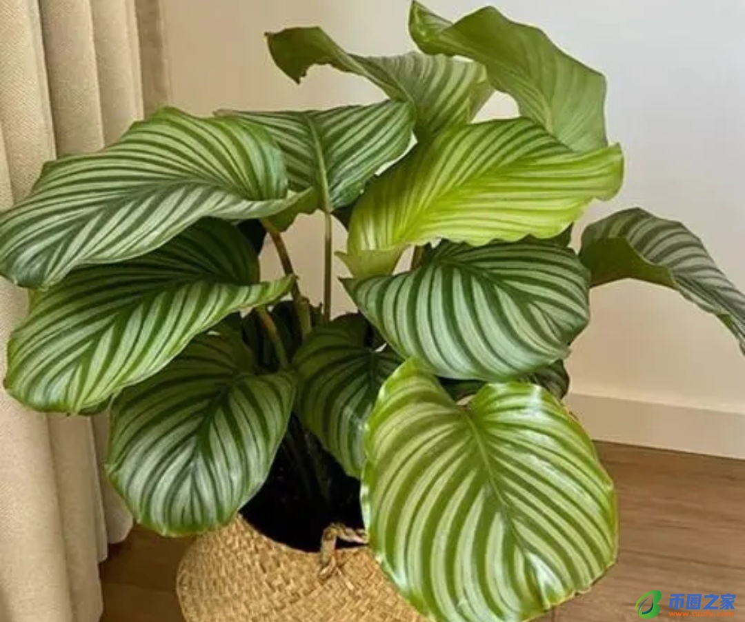 虎皮兰放在卧室好吗（虎皮兰晚上释放氧气还是二氧化碳）6
