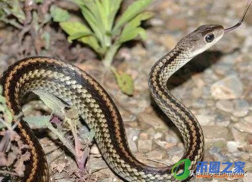 蛇为什么会蜕皮呢（蛇为什么会蜕皮呢视频）