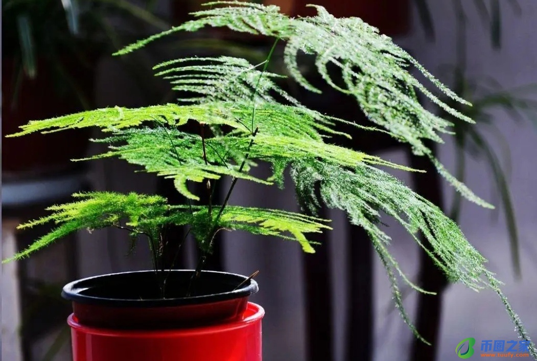 虎皮兰放在卧室好吗（虎皮兰晚上释放氧气还是二氧化碳）5