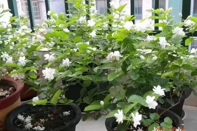 茉莉花适合在室内养吗（茉莉花在家怎样养）