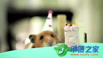 仓鼠公母怎么区分（仓鼠没有跑轮会大约几天死）