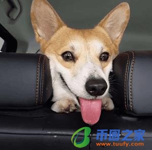 狗狗可以吃猪肝吗（狗狗一日三餐健康食谱）