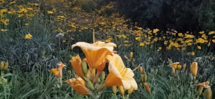 萱草花歌词完整版（萱草花歌词完整版简谱）