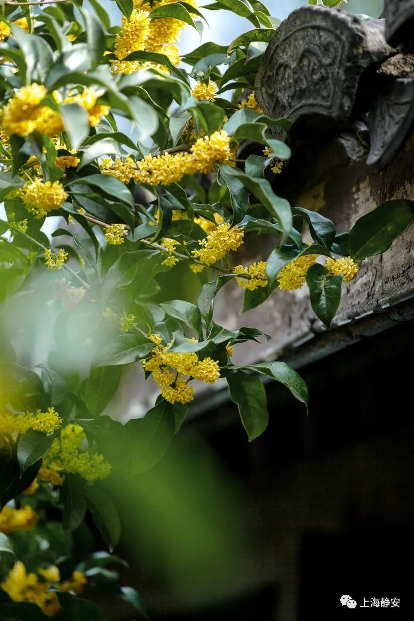 桂花果的食用方法（桂花果的食用方法及禁忌）