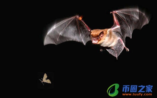 蝙蝠属于什么动物（蝙蝠属于什么动物中的翼手目）
