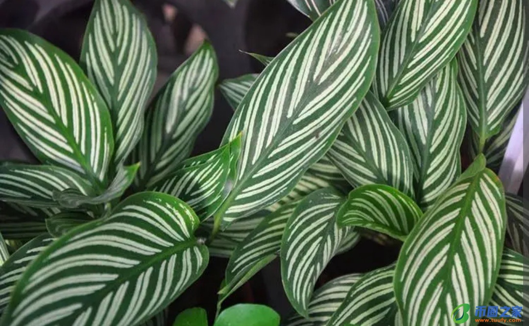 虎皮兰放在卧室好吗（虎皮兰晚上释放氧气还是二氧化碳）7