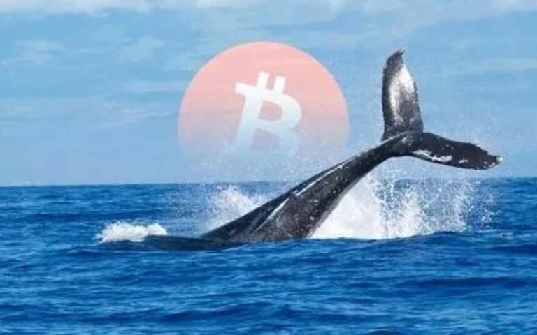 比特币鲸鱼重回吸筹模式 买入2万BTC 比特币迎来机遇？