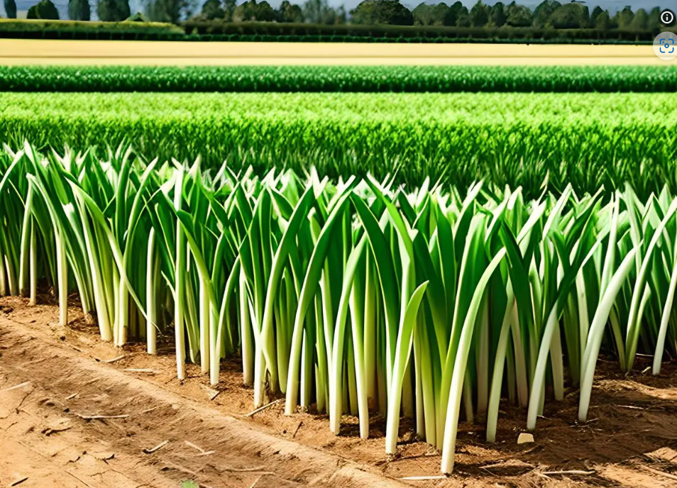 区块链必读：关闭寄售市场，承诺的“元宇宙”不见踪迹，数字藏品平台iBox被指涉嫌诈骗，多地警方已立案