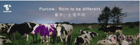 Purcow货币交易所符合当地法规吗?