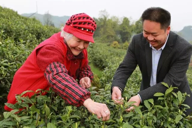 支付宝区块链帮助四川茶农实现生产全流程透明化 支付宝区块链帮助四川茶农实现生产全流程透明化