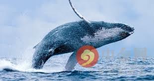 以太坊鲸鱼太任性？他花了1800万美元将Uniswap ETH价格推到450美元