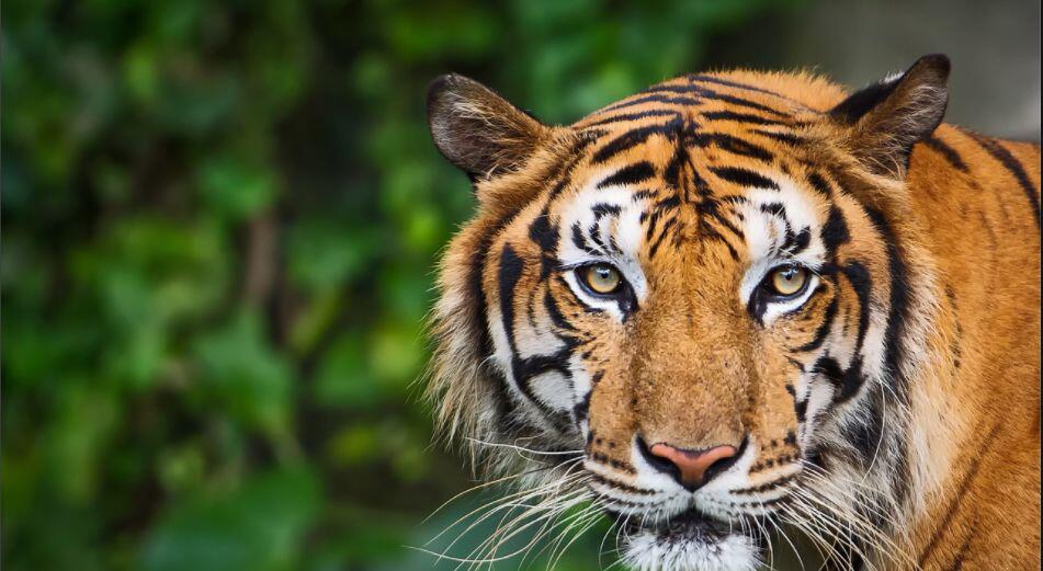 想想第四次财富狂潮,区块链就像一只从笼子里出来的老虎?1 想想第四次财富狂潮,区块链就像一只从笼子里出来的老虎?1