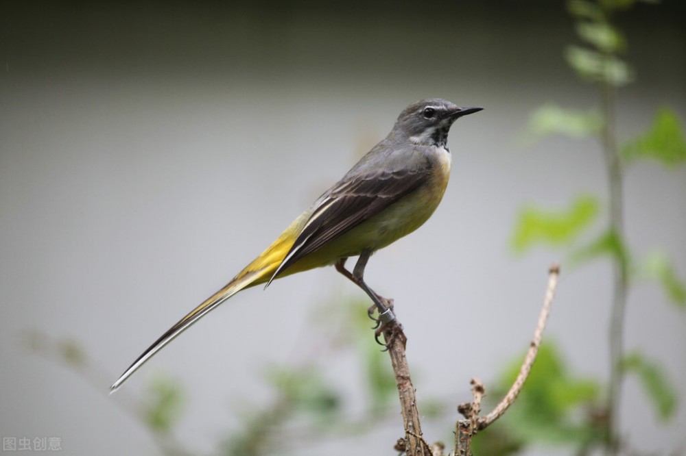 接下来的一百次?让我们了解一下博卡生态的草间弥生 接下来的一百次?让我们了解一下博卡生态的草间弥生
