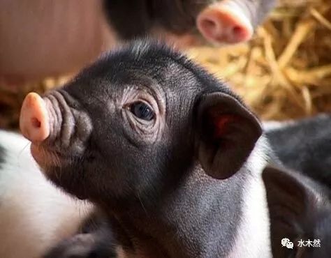 比特币和猪，超级经典！！