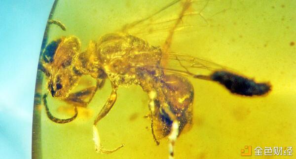 关于道：一个分散的自治组织1