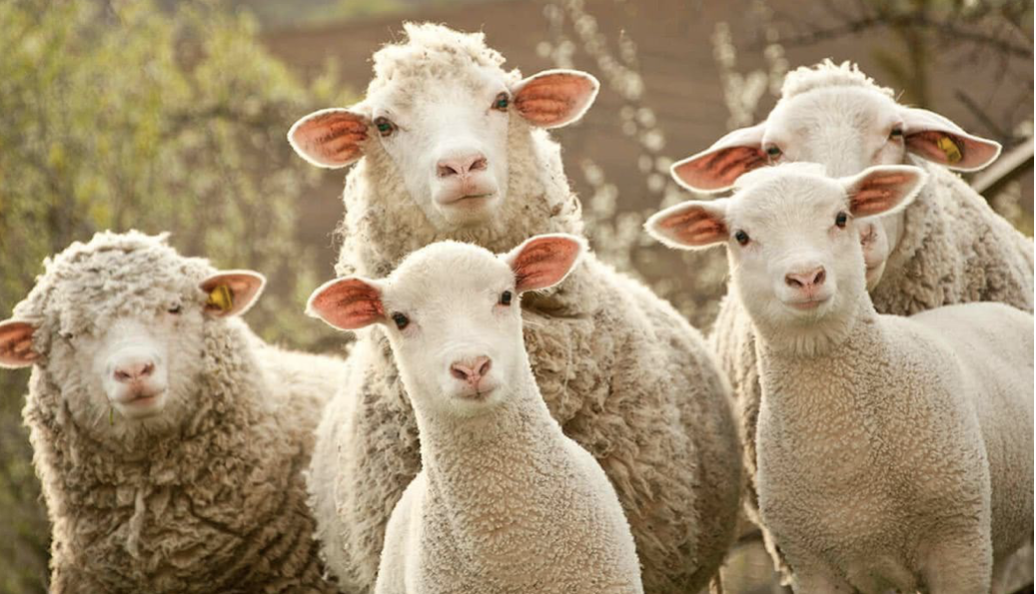 牛市零利率借款