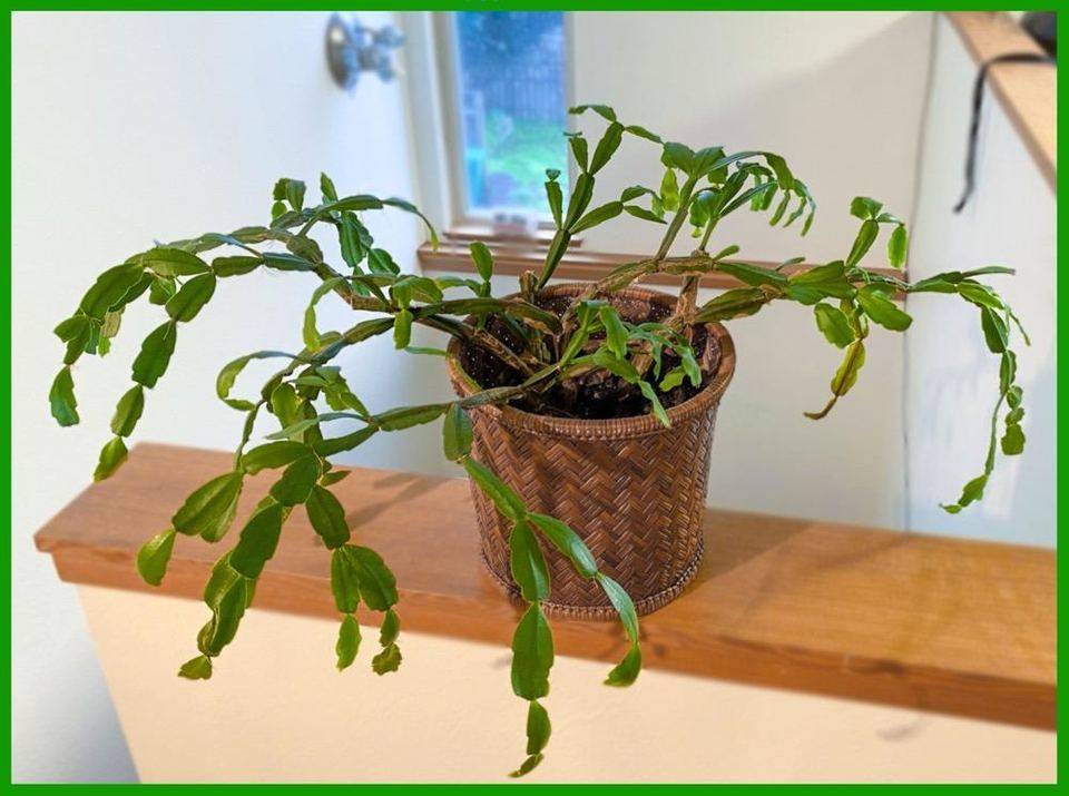 用生物学视角解读以太坊价值:信任之树与 DeFi 之叶3 用生物学视角解读以太坊价值:信任之树与 DeFi 之叶3