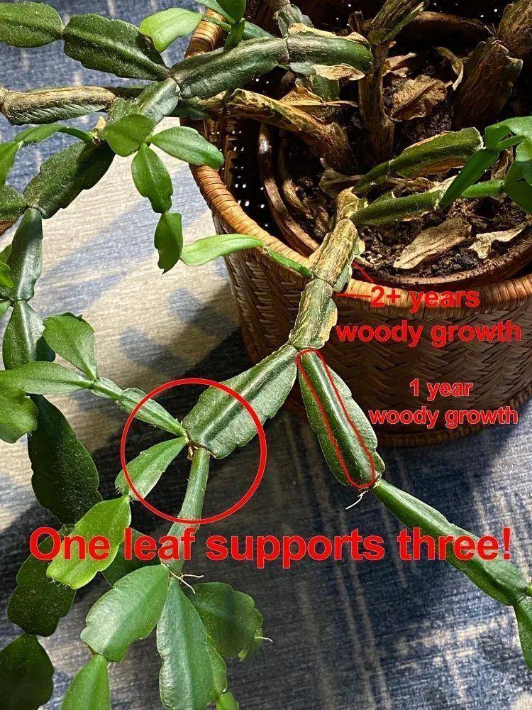 从生物学角度解读以太坊的价值：信任之树与德菲之叶4