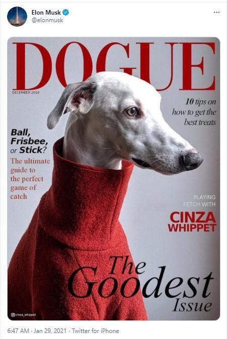 投币圈“游戏站”狗狗投币猛涨24小时或1000%！2