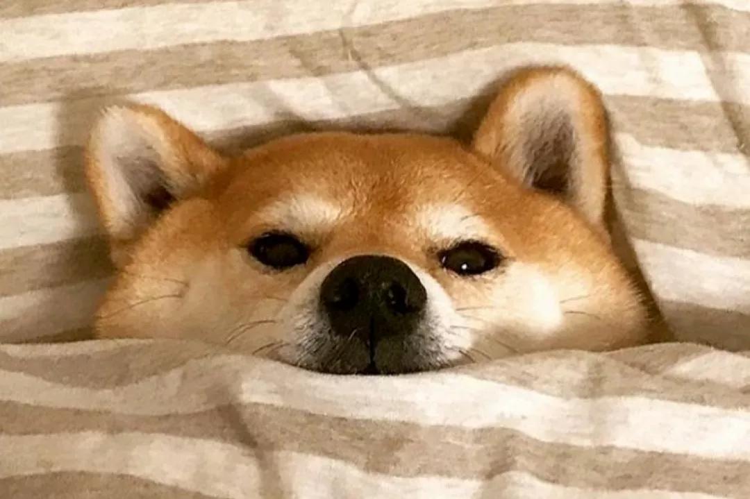 飞扬的狗币:它很值钱,因为它一文不值 飞扬的狗币:它很值钱,因为它一文不值