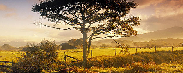 如何根据市场情绪判断牛市的顶部？