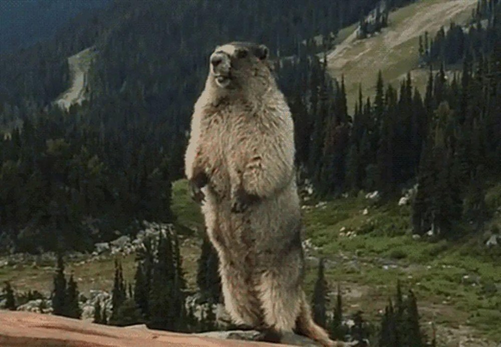 当地狗项目的土拨鼠被“偷走”，用户损失3150万美元