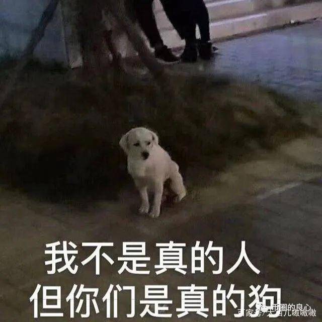 徐刚艾迪都不在国内，优贝迪崩了你去找谁？1