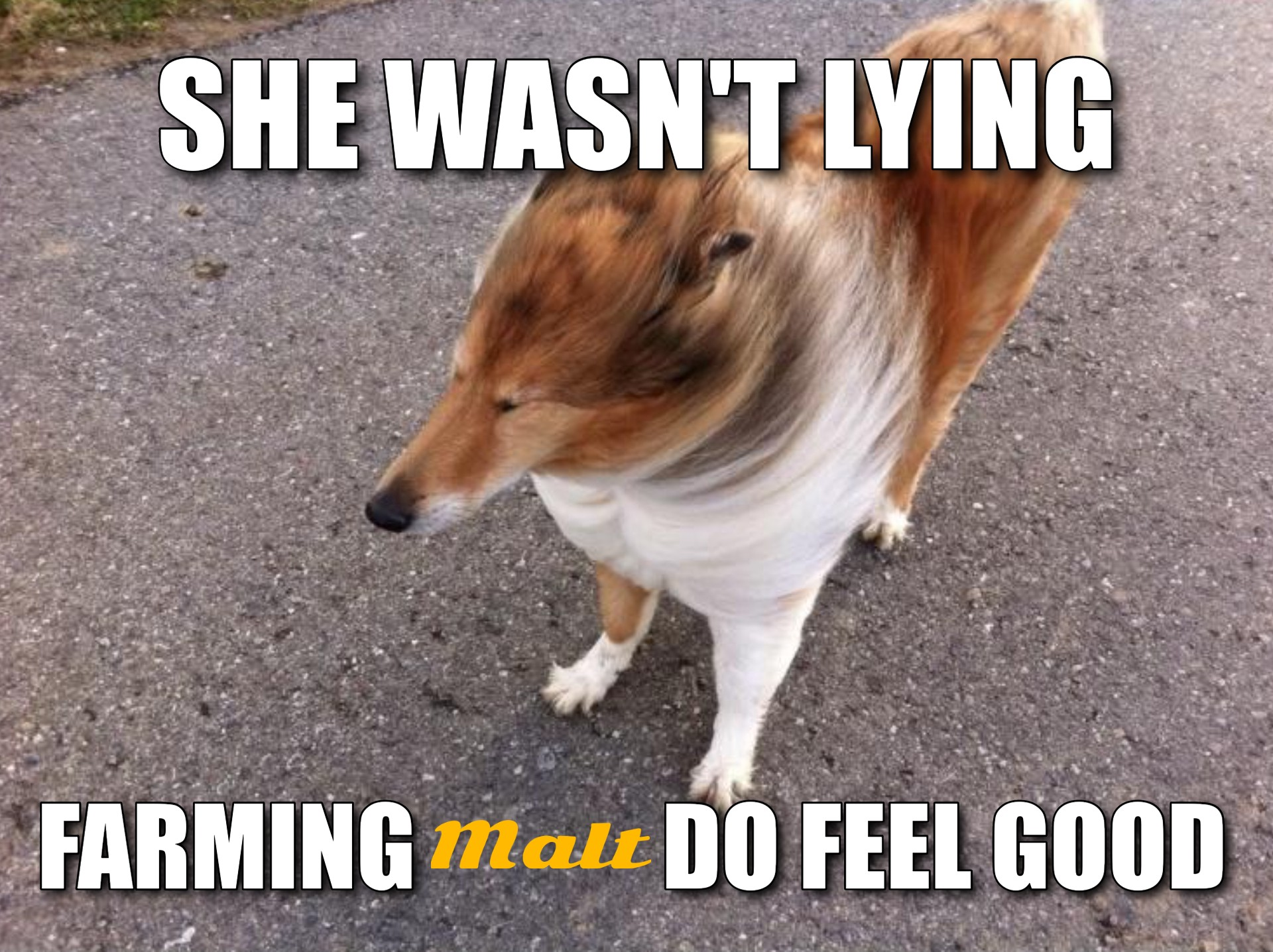 DeFi新玩法 | 一文了解新型算法稳定币Malt